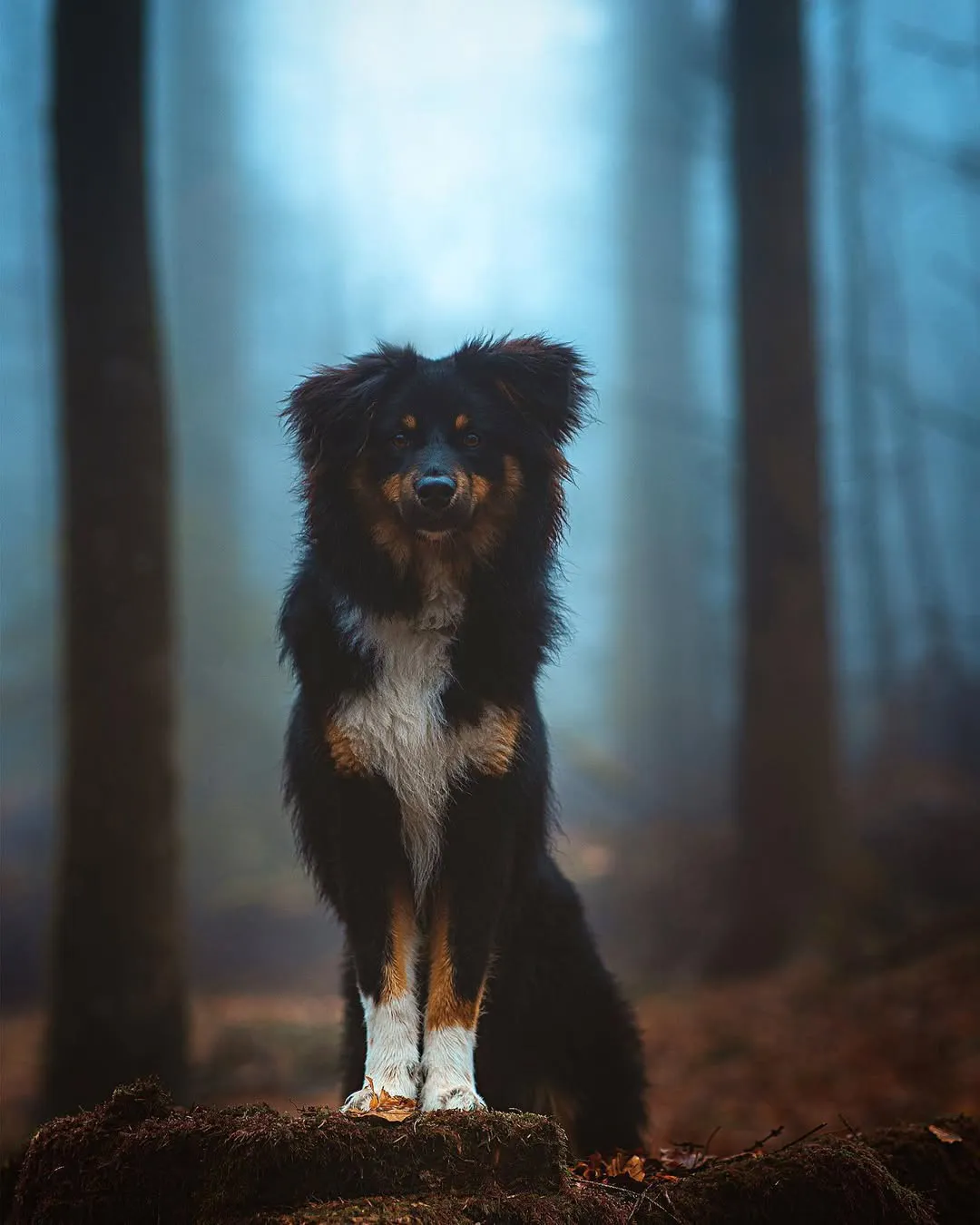 Tiere