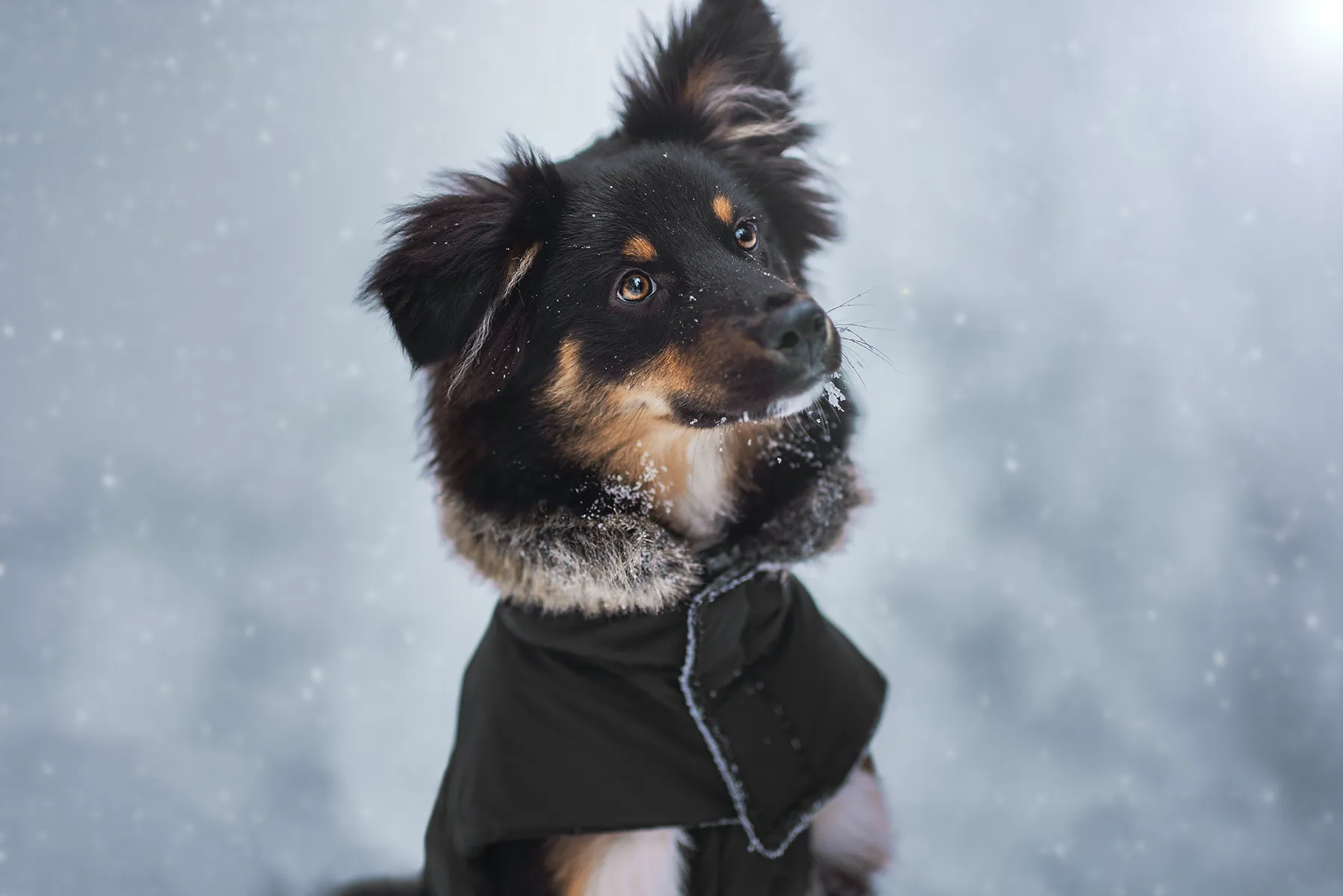 Hund im Wald