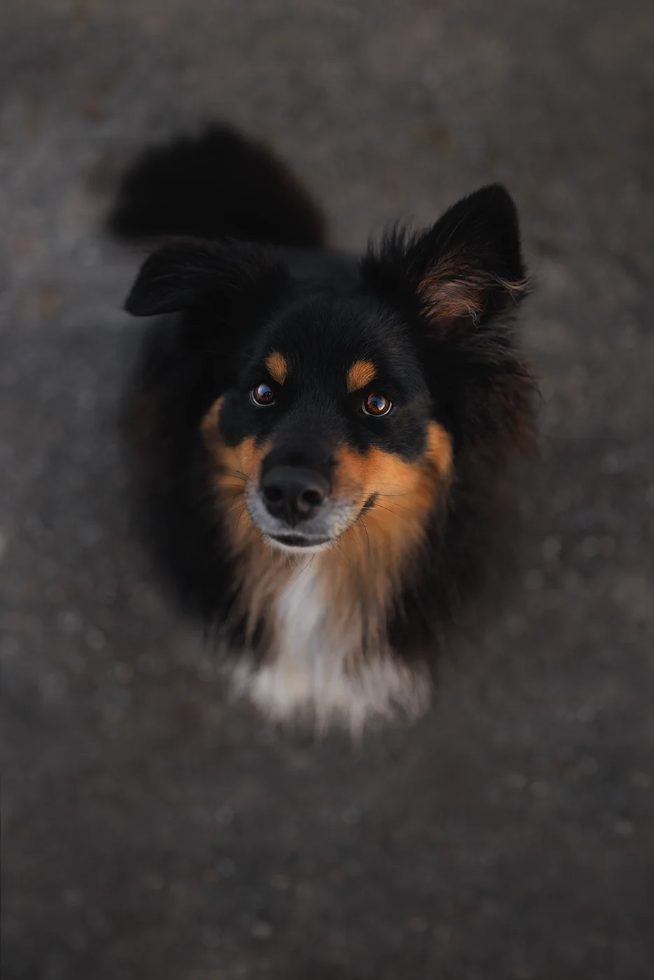 Tierfotografie von Dana Bergamelli